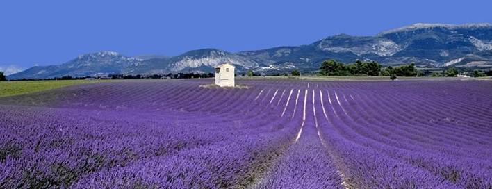 http://provence-villa-rental.provence-beaudine-locations.com/public/pictures/header_charming-rental-provence.jpg